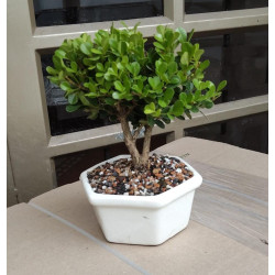 BONSAI MINI CON PORTAMENSAJE