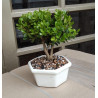 BONSAI MINI CON PORTAMENSAJE