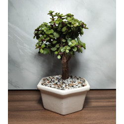 BONSAI MINI CON PORTAMENSAJE