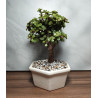 BONSAI MINI CON PORTAMENSAJE