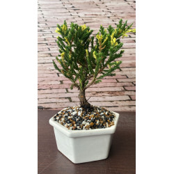 BONSAI MINI CON PORTAMENSAJE
