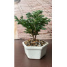 BONSAI MINI CON PORTAMENSAJE