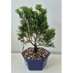 BONSAI MINI CON PORTAMENSAJE