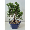 BONSAI MINI CON PORTAMENSAJE