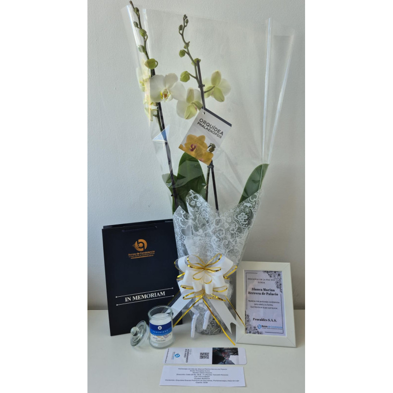 ORQUIDEA GRANDE PREMIUN DE 2 VARAS EN MATERA DE CULTIVO DECORADA