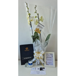 ORQUIDEA GRANDE PREMIUN DE 2 VARAS EN MATERA DE CULTIVO DECORADA